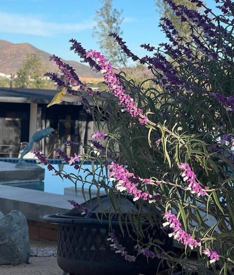 Finca Cazosa Valle de Guadalupe Zewnętrze zdjęcie